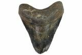 Bargain, Fossil Megalodon Tooth - North Carolina #91612-1